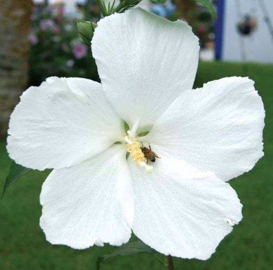 배달계 품종 ‘배달’