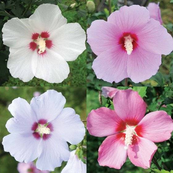 (왼쪽 위부터 시계방향) 백단심계 품종 ‘단심’, 자단심계 품종 ‘계월향’, 적단심계 품종 ‘송암’, 청단심계 품종 ‘파랑새’