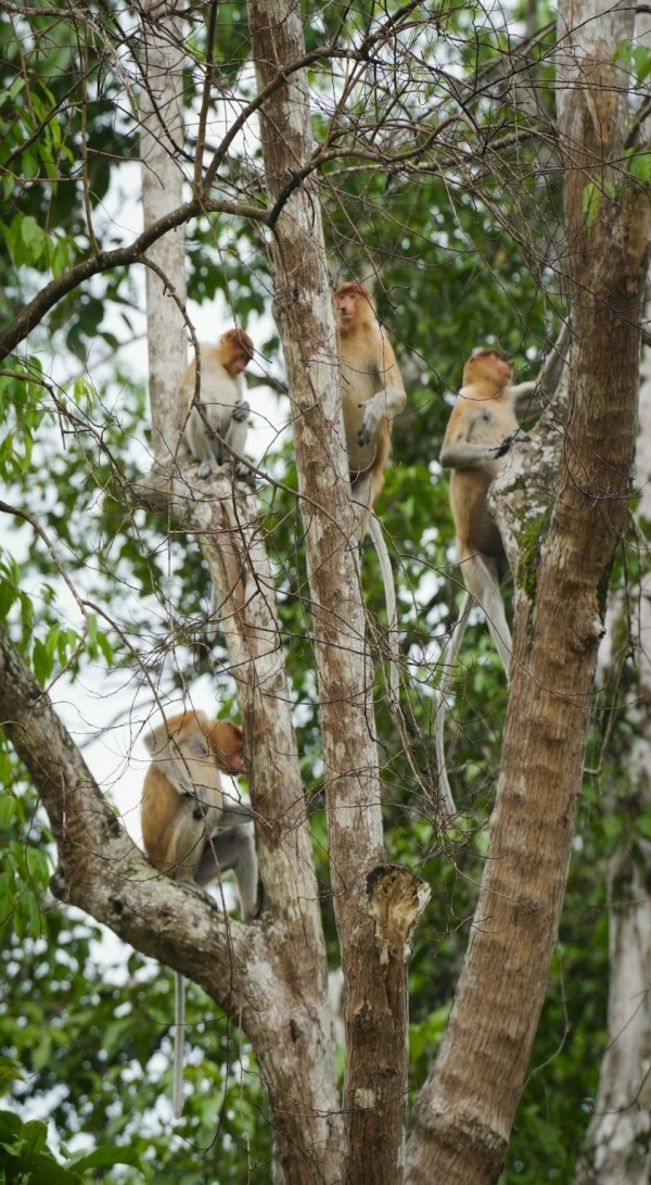 팜농장에서 포착된 원숭이 무리. 사진 제공 : 세계자연기금 한국본부