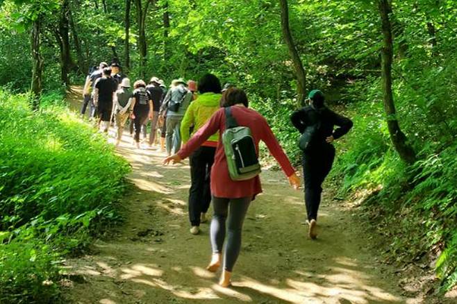 숲길을 맨발로 걷는 시민들. 원주시 제공