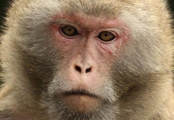 실험용 붉은털원숭이(rhesus macaque)/조선일보 아카이브