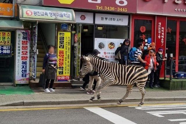 지난 3월 서울 광진구 자양동 인근에서 어린이대공원에서 탈출한 얼룩말 세로가 주택가를 돌아다니는 모습. 연합뉴스