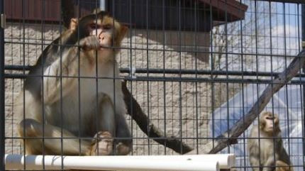 실험용 붉은털원숭이(rhesus macaque) / 사진=연합뉴스