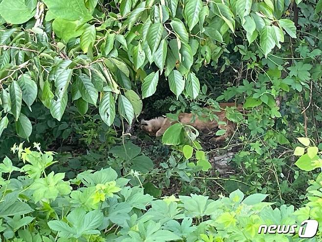 14일 경북 고령군의 한 목장에서 탈출한 암사자 1마리가 1시간10분 만에 사살됐다. 이날 소방 당국 등은 합동 수색을 하던 도중 탈출한 목장 인근 4~5m 지점 숲속에서 암사자를 발견했다. 수색에 투입된 엽사와 경찰, 소방 당국은 인명피해를 우려해 '사살 포획'하기로 협의하고 현장에서 사살해 유관기관에 인계했다.(경북소방본부 제공)2023.8.14/뉴스1 ⓒ News1 이성덕 기자