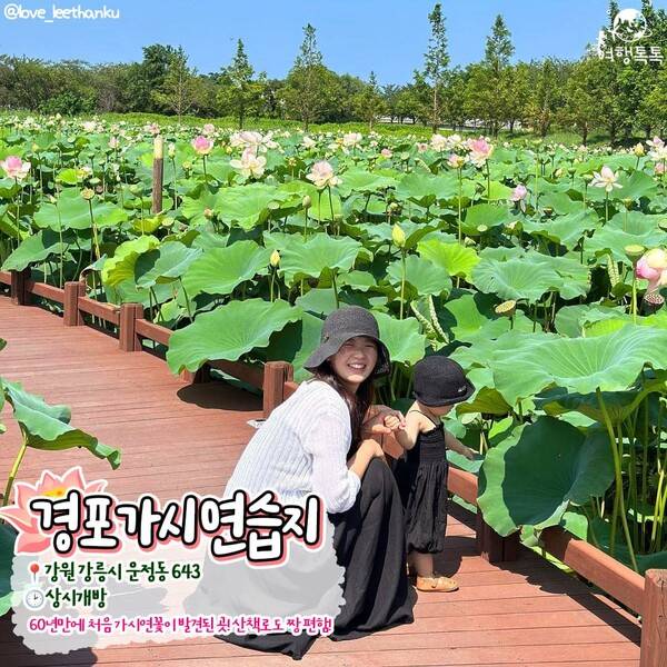 국내 연꽃 명소 추천 /&nbsp;@love_leethanku