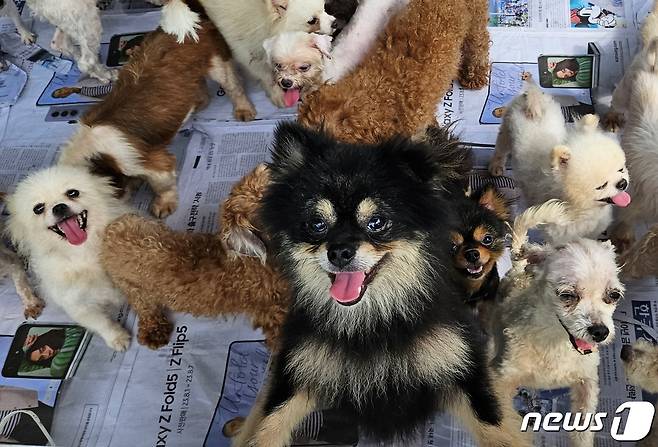 불법 번식장에서 구조돼 새 가족을 기다리고 있는 강아지들 ⓒ 뉴스1 최서윤 기자