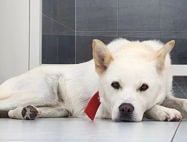 경북 구미에서 주인에게 학대 당하다 구조된 강아지 '둥이'의 근황 사진. 반려동물구조협회 인스타그램 캡처