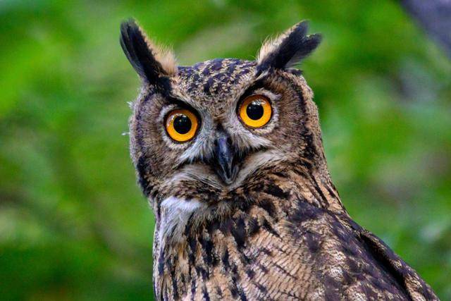 8일 팔현습지 내 왕버들 숲에서 마주친 수리부엉이 새끼가 카메라 렌즈를 내려다보고 있다. 수리부엉이는 환경부가 지정한 멸종위기 야생생물 Ⅱ급이자 문화재청이 지정한 천연기념물 324-2호다.