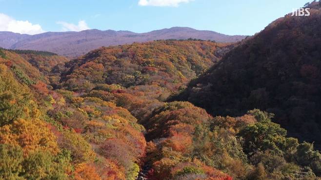 한라산 단풍 자료사진.