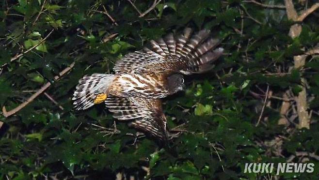 동구릉 초입 매표소 인근 숲에서 솔부엉이가 비행하고 있다. 야행성 맹금류들은 양쪽 귀의 위치를 달리해 소리의 방향과 높이를 정확히 판단해 눈으로 보이지 않는 물체도 사냥이 가능하다. 뛰어난 기억력에다가 수직상승과 수직하강까지 가능하고 엄청난 양력으로 적은 날개짓으로 소리없는 비행이 가능해 ‘밤의 스텔스 전투기’로 통한다.