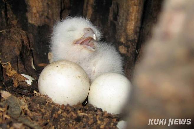 '알에서 갓 부화한 소쩍새 새끼'동구릉 구명훈(48) 야간안전관리원은 “동구릉에서 초저녁에서 아침까지 근무하다보면 시시각각 다양한 새소리를 들을 수 있다. 어느새 일 년 가까이 근무하다보니 새들도 알아보고 제가 순찰을 돌때면 앞서거니 뒤서거니 하면서 노래를 불러준다”면서 “특히 한밤 중에는 소쩍새 소리가 많이 들린다. 모든 새들이 안전한 이곳에서 새끼들도 많이 나서 잘 키우길 바란다”고 말했다.