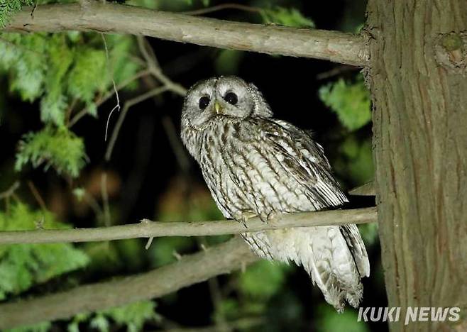 올빼미(천연기념물 324-1호)야행성 맹금류는 턱 근육이 발달하지 않아 무는 힘은 약하다. 동물의 살코기를 찢어 먹을 때는 갈고리 같은 부리로 먹이를 잡아 목의 힘으로 끌어당겨 뜯어먹는다.