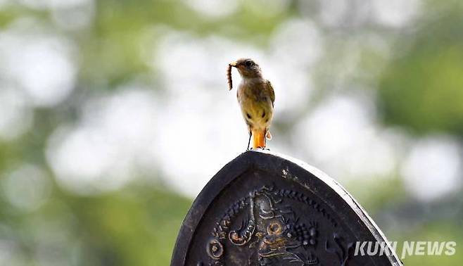 동구릉 초입의 재실 용마루 위에 노랑할미새가 먹이를 물고 있다.