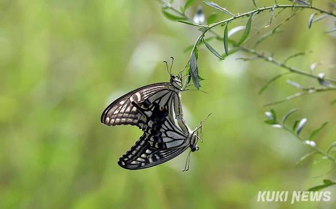 교미 중인 호랑나비