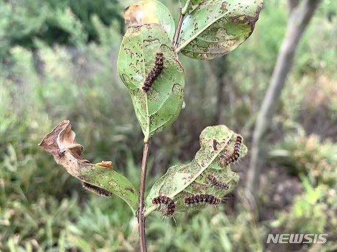 배롱나무 잎 갉아 먹는 맵시혹나방 유충. (사진=전남산림자원연구소 제공) 2023.08.21. photo@newsis.com