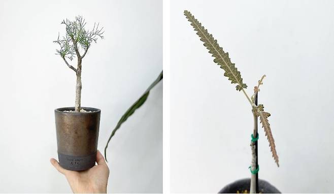 (1) 문 대표의 가장 애정하는 비매품  코미포라 크라우세리아나  (2) 3년 만에 틔운 보스웰리아 에롱가타의 본 잎. 그린포레스트 제공