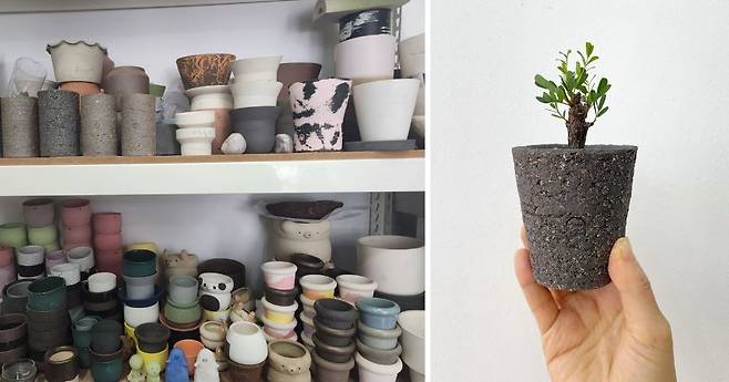 (1) 매장 내에 다채로운 토분을 구비해 두고 있다. (2) 세나 메리디오날리스는 긴 화분에서 길러야 반듯하게 자라난다. 그린포레스트 제공