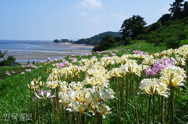 18일 변산마실길 2코스에 붉노랑상사화가 곱게 피어 있다. 언덕 아래로 변산해수욕장이 펼쳐진다.