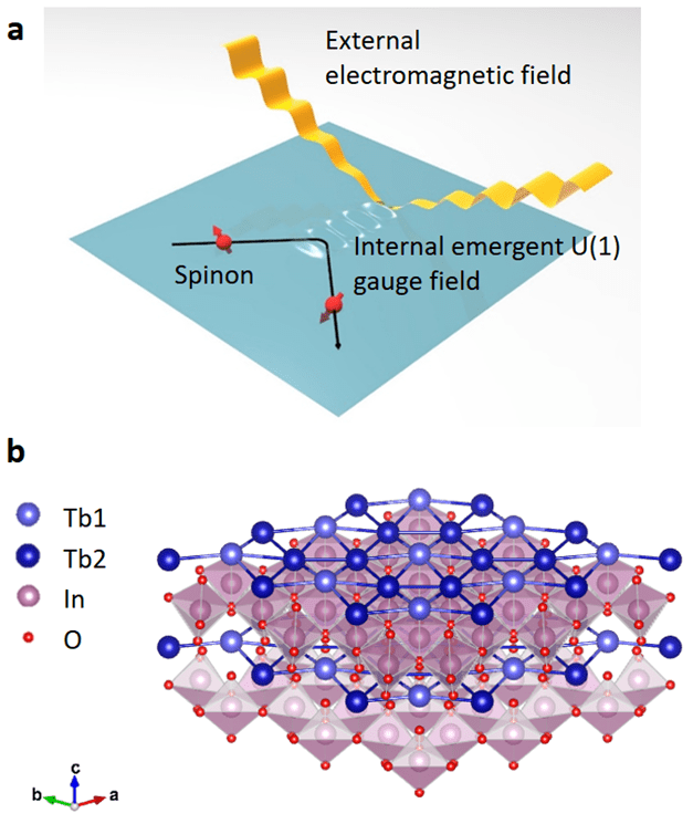 (a) 스피논 준입자와 외부 전자기파의 상호작용 모식도 (b) TbInO3 물질의 삼각 격자 구조 (사진=원자력연)