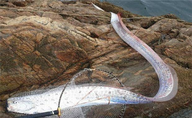 전북 군산 고군산군도 해안에서 처음 발견된 심해 희귀 어종 '산갈치'. [사진 제공=국립해양생물자원관]