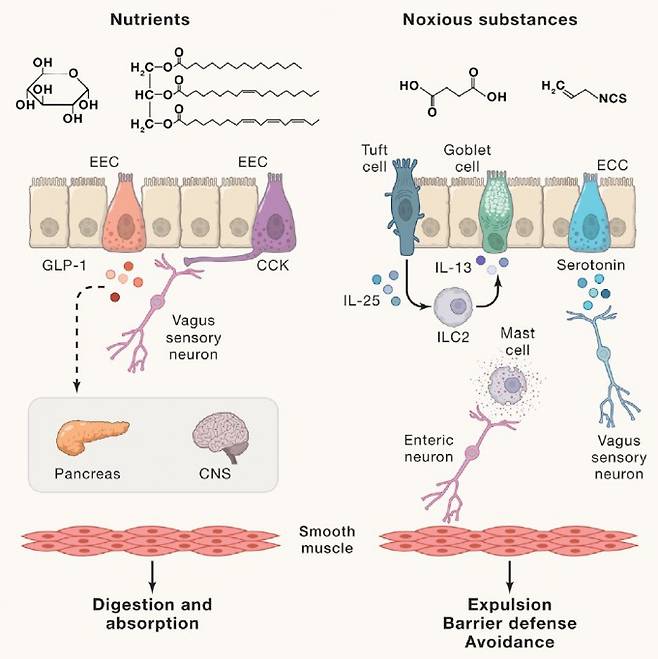 동물은 생존을 위해 섭취한 먹이에 들어있는 영양분과 독소를 인식해 대응하는 다양한 메커니즘을 진화시켰다. 장벽의 장내분비세포(EEC) 섭취한 영양분을 감지해 호르몬과 신경전달물질을 분비해 소화와 흡수를 조절한다(왼쪽). 한편 독소가 들어있으면 장벽의 다른 세포들이 반응해 해독작용을 한다. 알레르기 반응은 이 작용이 빨리 일어나게 하는 방법으로 비만세포(mast cell) 표면의 항체가 독소와 함께 들어있는 단백질을 항원으로 인식해 작용한다(오른쪽). 셀 제공