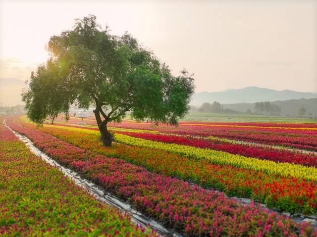 철원 고석정 꽃밭에 심겨진 꽃들이 활짝 펴 있다. 고석정 꽃밭은 9월 1일부터 개장한다. 철원군 제공
