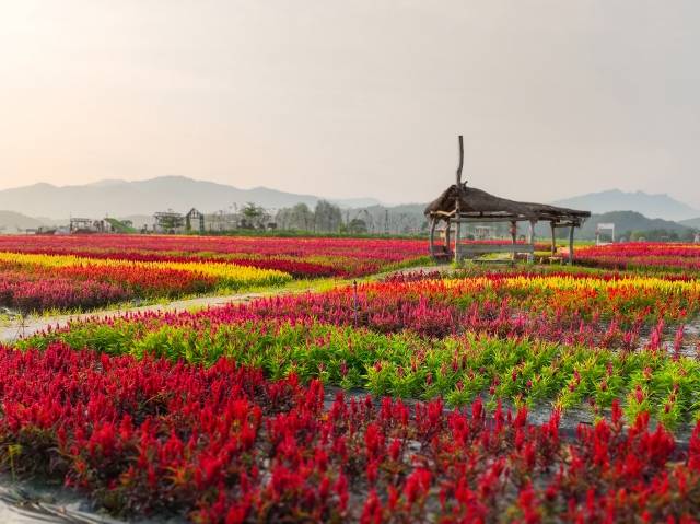 철원 고석정 꽃밭에 심겨진 꽃들이 활짝 펴 있다. 고석정 꽃밭은 9월 1일부터 개장한다. 철원군 제공