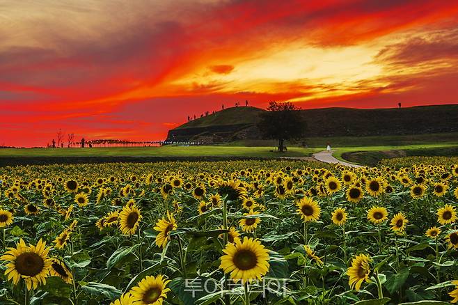 연천 통일바라기 축제