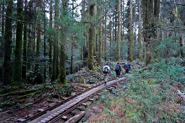 조몬스기를 만나러 가는 아라카와 트레킹의 선로구간을 걷고 있는 트레커들. 이 구간은 벌목한 삼나무를 운반하던 도로코열차의 선로를 따라 이어진다.