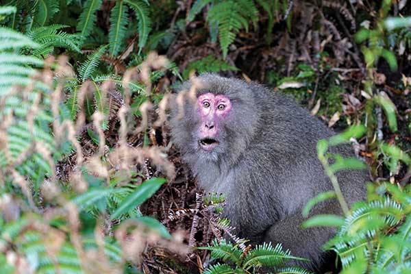 야쿠시마 여행 중 만나는 원숭이들은 사람이 다가가도 별로 피하려고 하지 않는다.