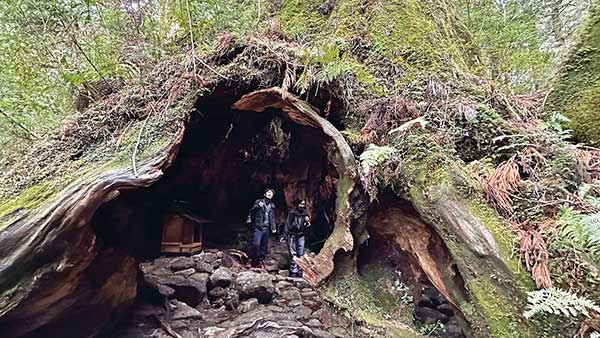 야쿠시마에서 조몬스기만큼이나 사랑받고 있는 윌슨그루터기. 동굴처럼 거대한 나무 그루터기 안쪽은 어른 20명은 충분히 둘러앉을 수 있을 만큼 넓다.