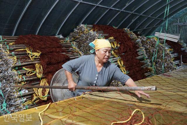 옥도 앞바다에서 지주식으로 김을 양식하는 김수영(62)씨가 바다 위에 설치할 그물 형태의 발을 손보고 있다. 신안=김정혜 기자