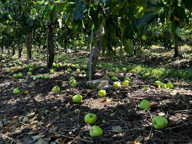 태풍 카눈으로 수확을 앞두고 낙과 피해를 본 사과밭. 경북도 제공