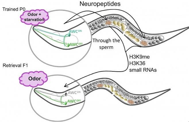 부모 예쁜꼬마선충의 냄새에 대한 연합기억이 자손&nbsp;선충의 신경세포(AWC OFF)에 저장되어 있고&nbsp;광유전학기법으로 AWC OFF 신경세포의 활성을 조절하면 기억 정보도 조절된다 .네이처 커뮤니케이션 제공