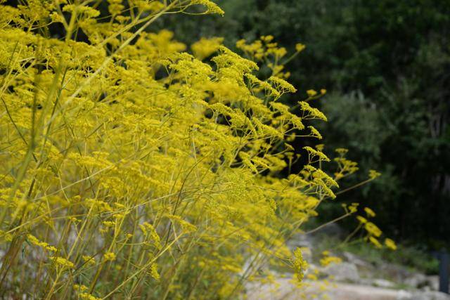 마타리. 한반도를 비롯하여 동북아시아에 산다. 늦여름부터 초가을 사이에 꽃이 핀다. 새순은 나물로 먹고 뿌리는 약으로 쓴다. 꽃이 아름다워 정원용 식물로 널리 사랑받는다. 이하 사진은 허태임 작가 제공