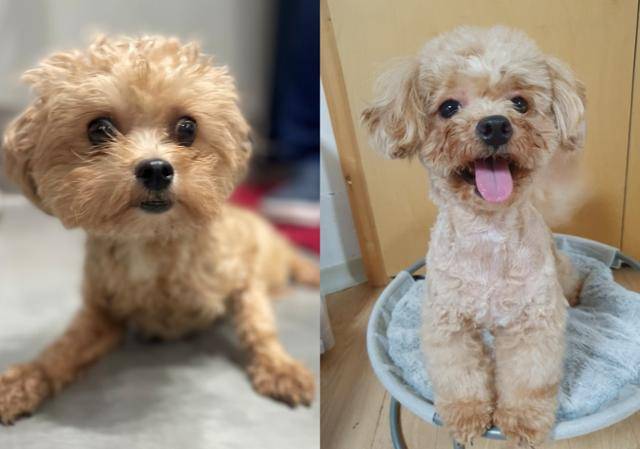 펫숍에서 '판매'되지 못한 채 방치됐다 구조된 커피(왼쪽)와 토피. YHS 제공