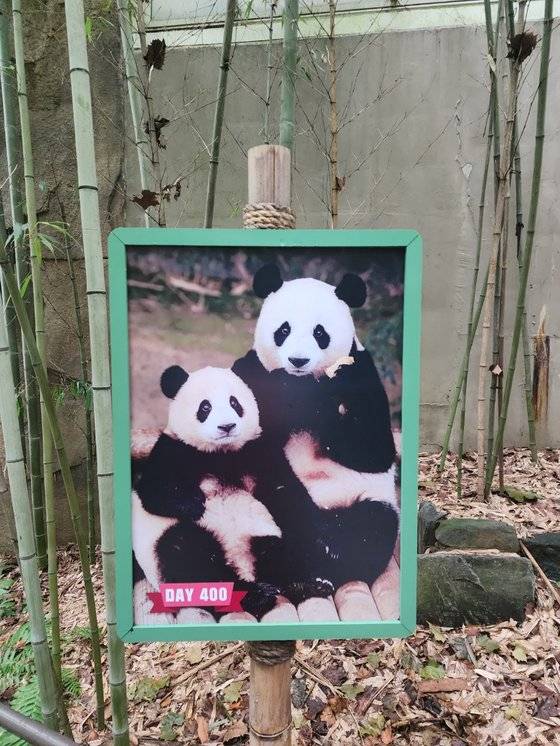 아이바오와 푸바오의 400일 기념사진. 유주현 기자