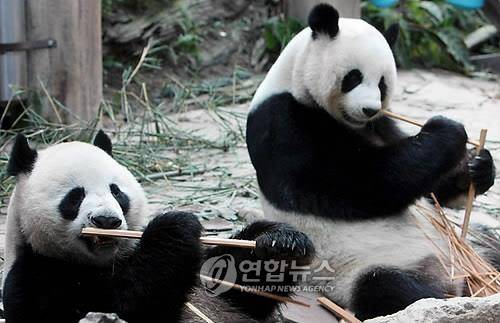 태국 치앙마이 동물원의 자이언트판다 린후이(왼쪽)와 추앙추앙(오른쪽) [EPA=연합뉴스 자료사진]