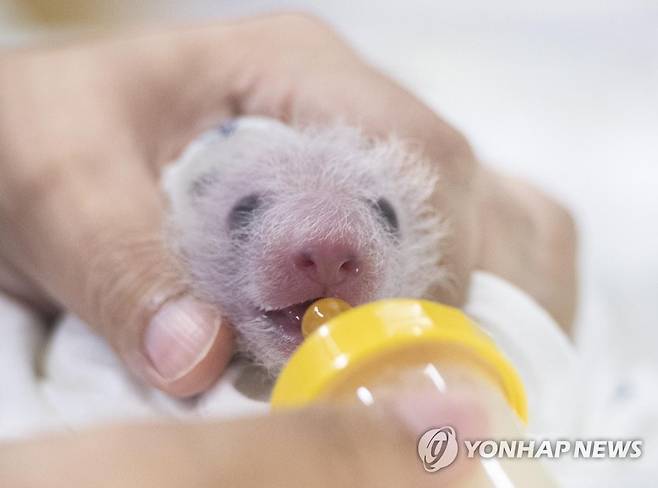 푸바오 동생…쌍둥이 아기 판다 생후 12일 차 근황 (서울=연합뉴스) 에버랜드가 판다월드에서 태어난 국내 최초 쌍둥이 아기 판다의 생후 12일 차 모습을 사회관계망서비스(SNS)에 21일 공개했다. 사진은 인큐베이터 속 쌍둥이 판다 둘째를 사육사들이 돌보고 있는 모습. 2023.7.21 [에버랜드 제공. 재판매 및 DB 금지] photo@yna.co.kr