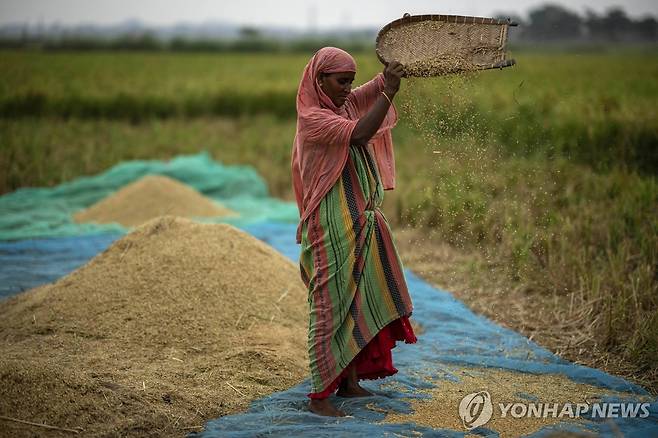 논에서 벼를 떨어뜨려 쭉정이를 가려내는 인도 농민 [AP 연합뉴스 자료사진. 재판매 및 DB 금지]