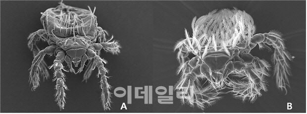 A : 활순털진드기, B : 대잎털진드기