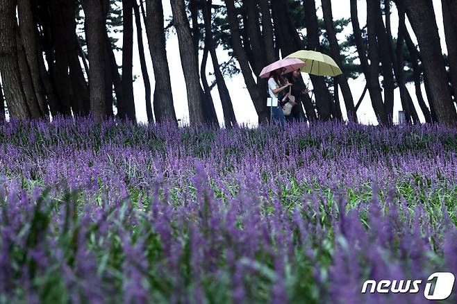 전국에 비가 내린 29일 충남 서천군 장항읍 송림산림욕장을 찾은 시민들이 만개한 맥문동 길을 산책하고 있다. 2023.8.29/뉴스1 ⓒ News1 김기남 기자