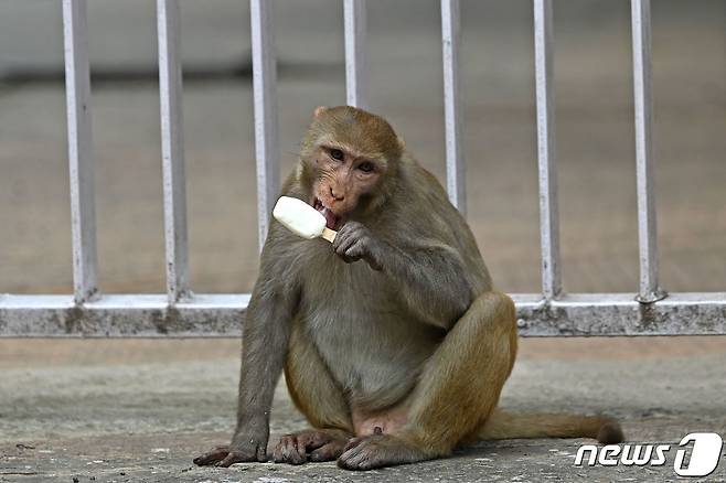 인도에서 한 원숭이가 빙과류를 먹고 있다. ⓒ AFP=뉴스1