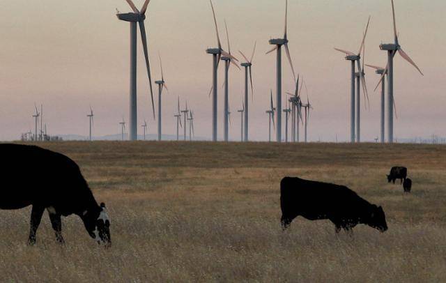 29일 미국 캘리포니아주 솔라노 카운티의 리오 비스타 벌판에서 가축들이 방목되고 있다. 솔라노=AFP 연합뉴스