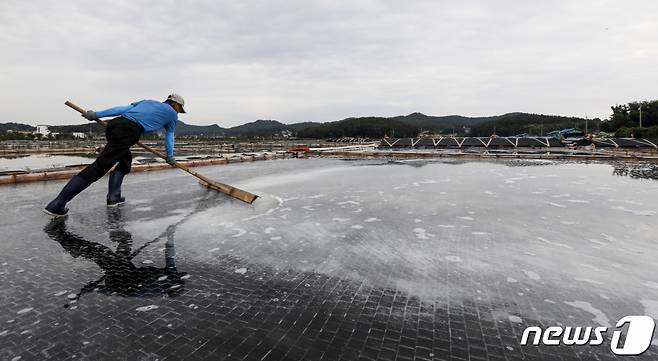 경기 안산시 동주염전에서 염부들이 천일염을 수확하는 모습. 기사내용과 무관./사진=뉴스1