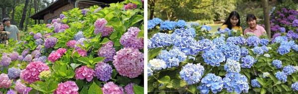 온라인 커뮤니티