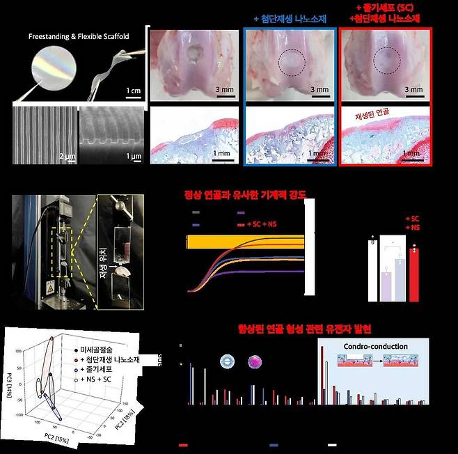 전남대 연구팀, ‘무릎연골 치료’ 첨단 나노소재 기술 개발