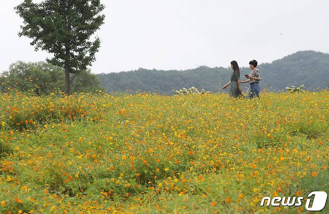 흐린 날씨 속에 비가 내리면서 무더위가 한풀 꺾인 30일 오전 경기 광주시 곤지암도자공원에서 시민들이 활짝 핀 황화코스모스를 감상하며 초가을 정취를 만끽하고 있다. 2023.8.30/뉴스1 ⓒ News1 김영운 기자