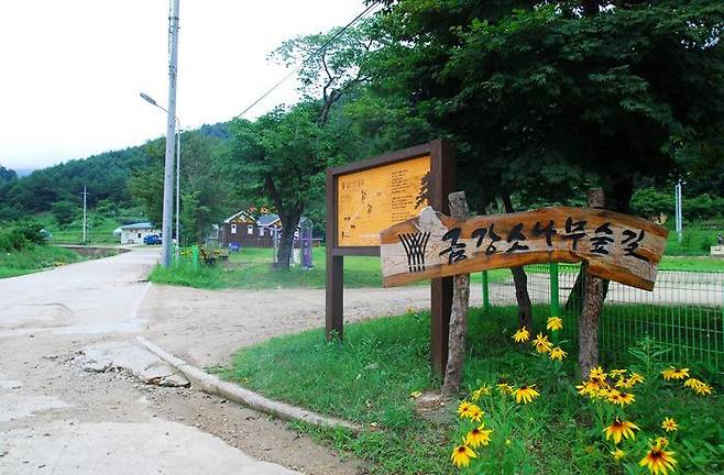 울진금강소나무숲길 초입에 입간판이 세워져 있다. 출처=한국관광공사