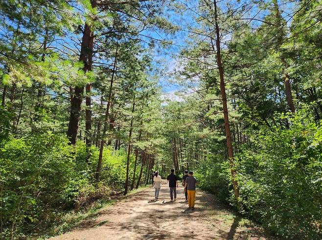 늦여름 울진금강소나무숲길을 찾은 탐방객들이 나란히 길을 걷고 있다. 산림청 제공